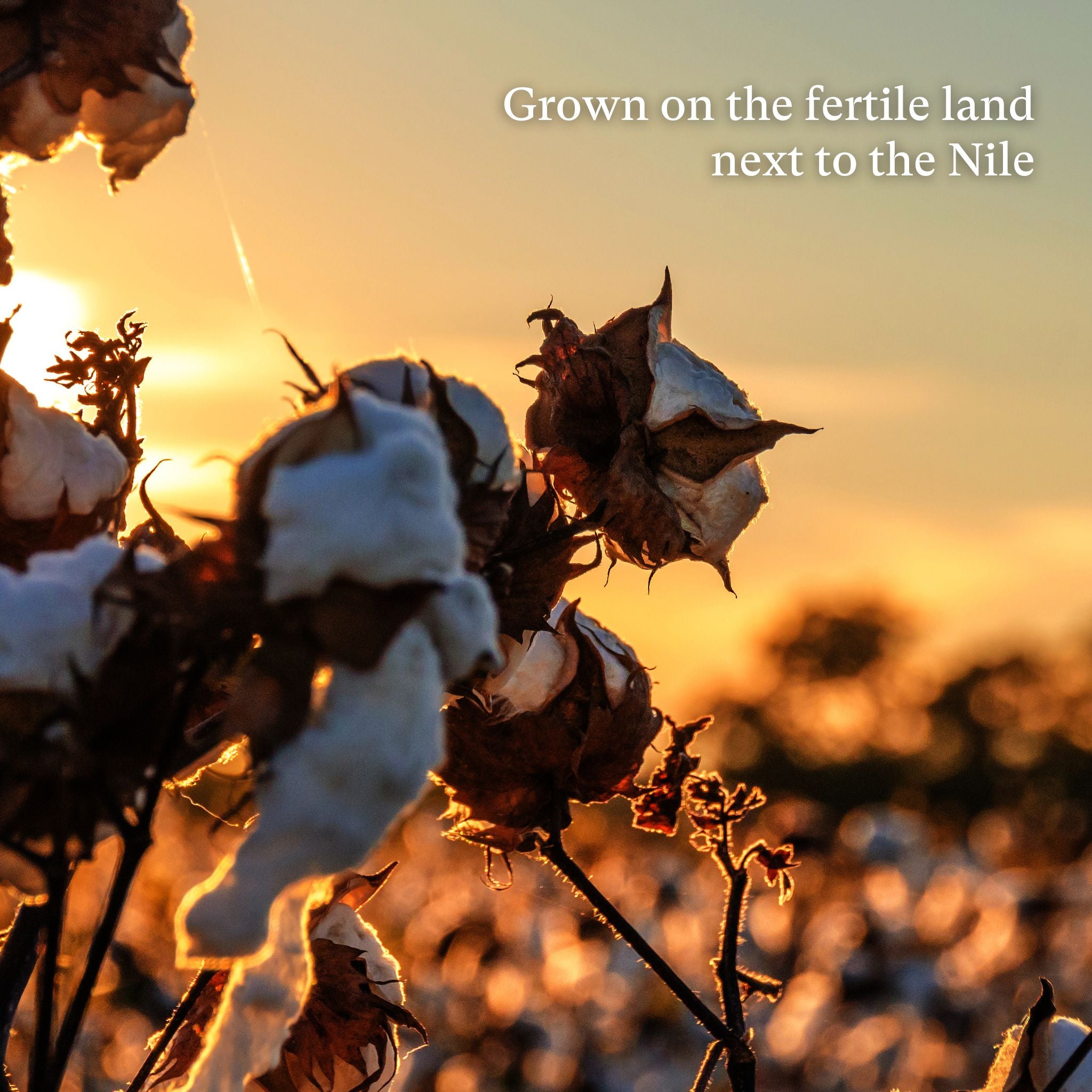 Livvy Egyptian Cotton Waffle Cloth Pack